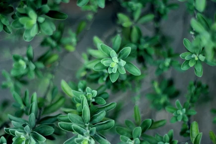 Close-up photo of vibrant green leaves on healthy plants.