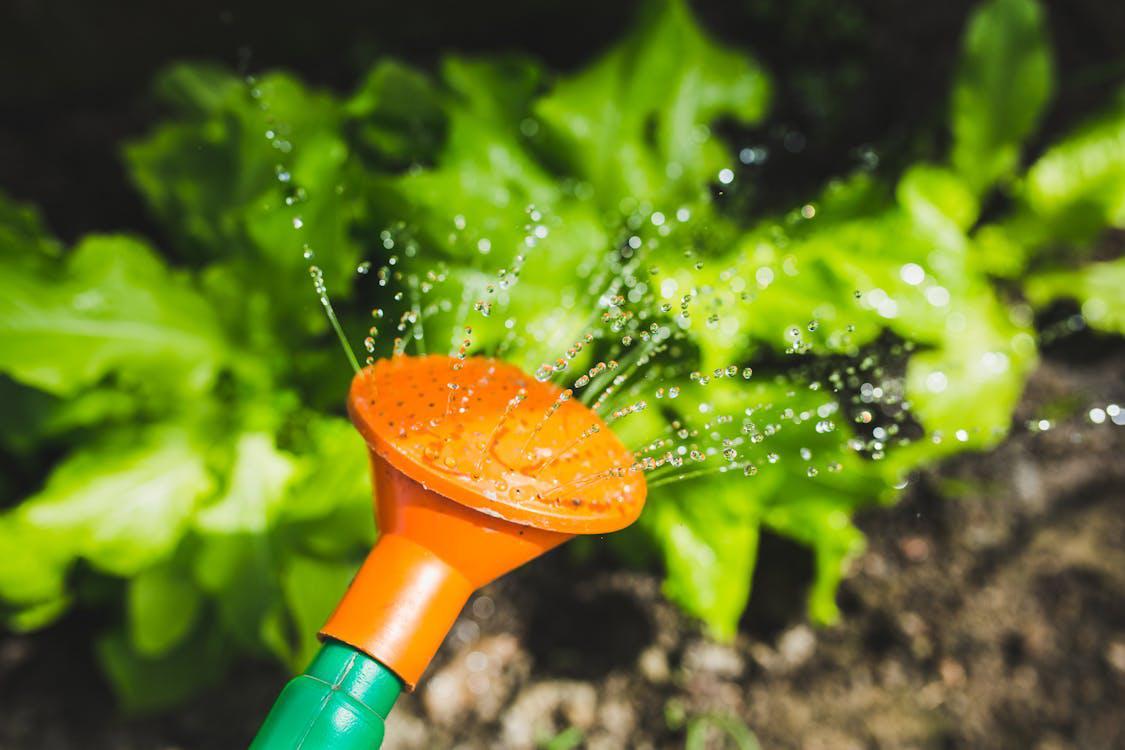 Watering can watering the plants