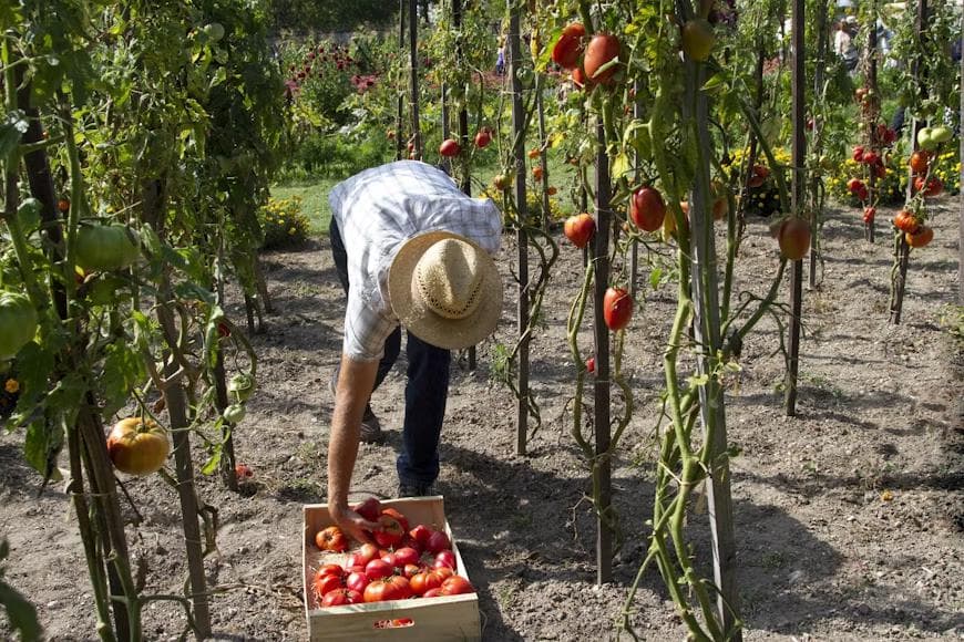 Person up picking a ripe red tomato from a plant in a garden.