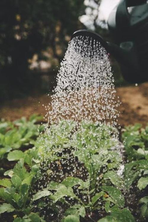 Escape the weekend grind and reclaim your precious free time with maintenance-free gardening solutions! Discover water-saving irrigation systems, natural weed control methods, and more.