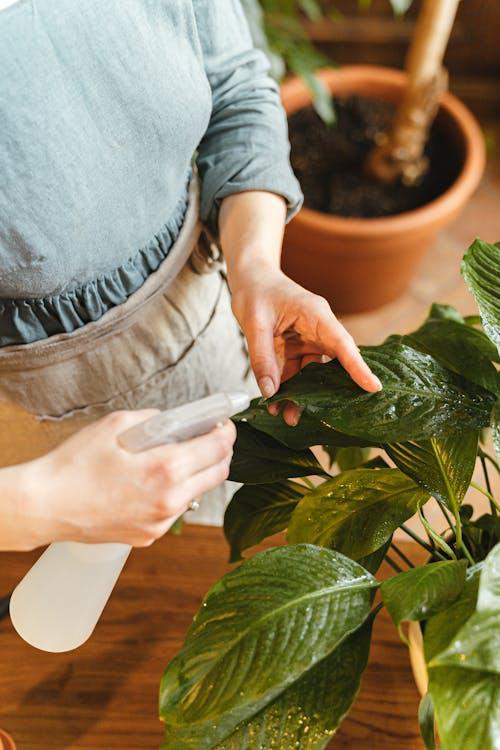 Person watering houseplants with a watering can.