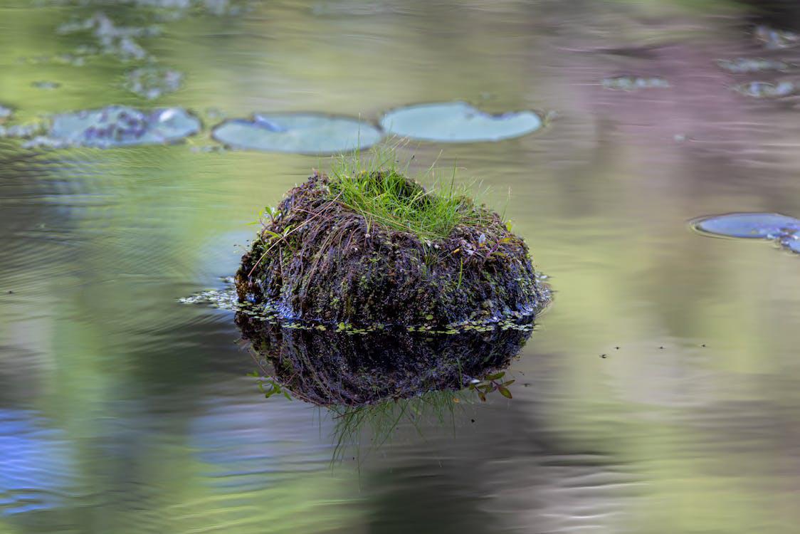 A lump of grass floating on water