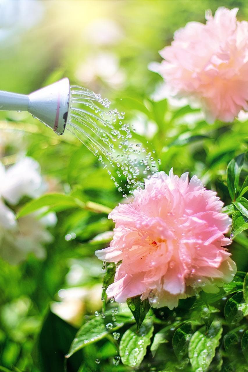 Using a watering can to water a colorful flower at its base.