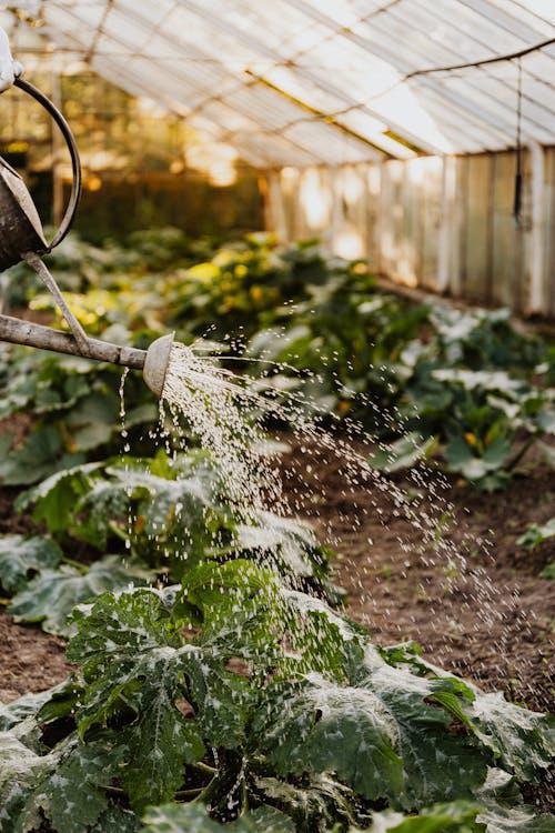 Explore the environmental impact of water-saving gardens and discover how sustainable landscaping practices can contribute to a greener future. Learn how to reduce water usage.