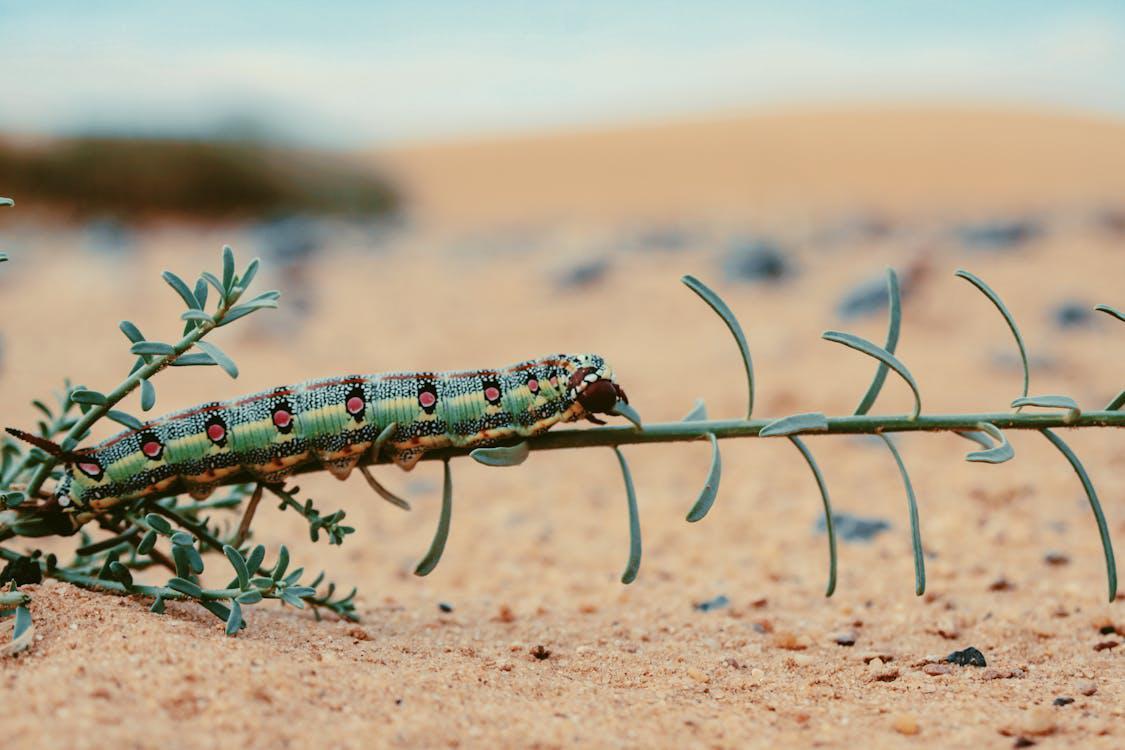 caterpillar crawling on a stem 